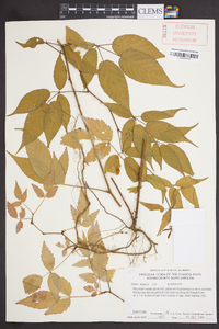 Rubus argutus image