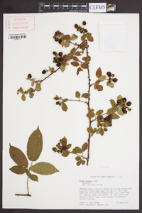 Rubus argutus image