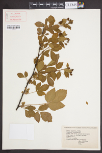 Rubus argutus image