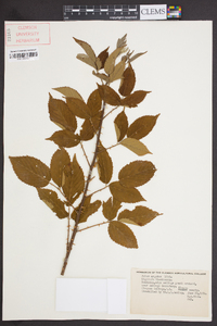 Rubus argutus image