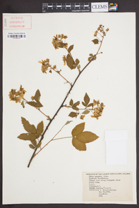 Rubus argutus image