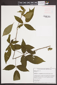 Rubus argutus image