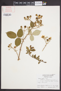 Rubus bifrons image