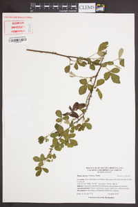 Rubus bifrons image