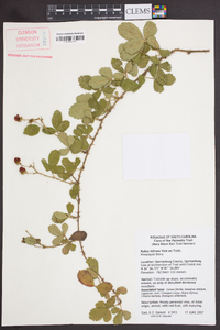 Rubus bifrons image