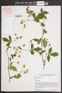 Rubus canadensis image