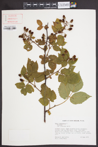 Rubus canadensis image