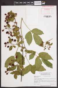 Rubus canadensis image