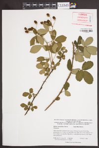 Rubus cuneifolius image