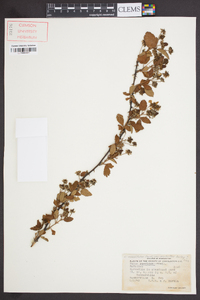 Rubus cuneifolius image