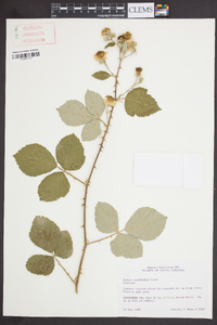 Rubus cuneifolius image