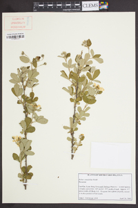 Rubus cuneifolius image