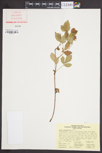 Rubus flagellaris image