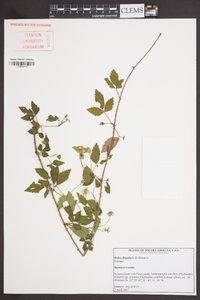 Rubus flagellaris image