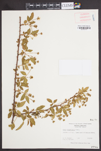 Rubus flagellaris image