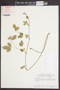 Rubus flagellaris image