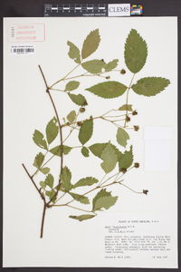 Rubus flagellaris image