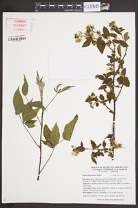 Rubus flagellaris image