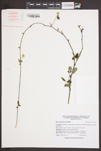 Rubus flagellaris image