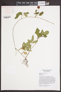 Rubus flagellaris image