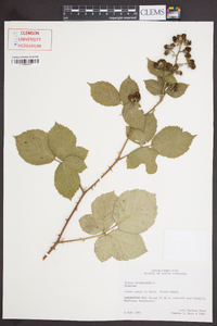 Rubus occidentalis image