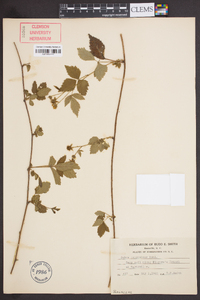 Rubus procumbens image