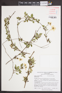 Rubus trivialis image