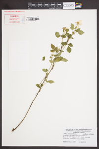 Rubus trivialis image