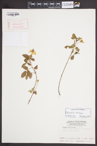 Rubus trivialis image