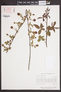 Rubus trivialis image