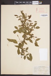 Rubus trivialis image