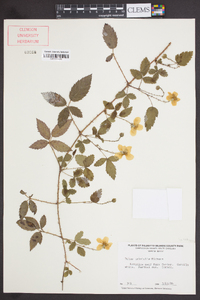 Rubus trivialis image