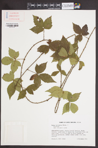 Rubus trivialis image