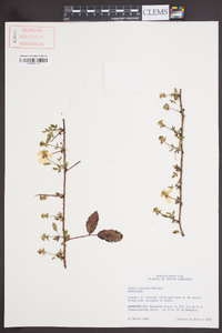 Rubus trivialis image