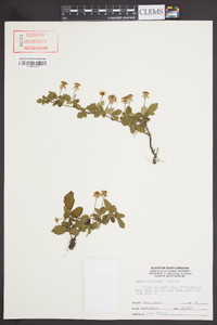 Rubus trivialis image