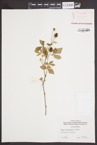 Rubus trivialis image