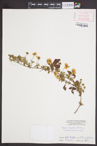 Rubus trivialis image