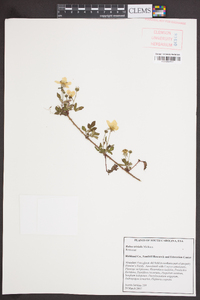 Rubus trivialis image