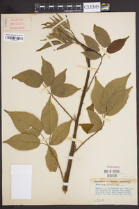 Rubus argutus image