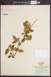 Rubus argutus image