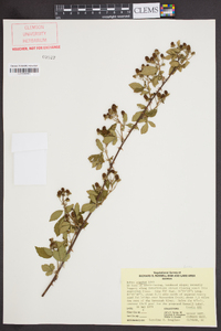 Rubus argutus image