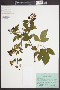 Rubus argutus image