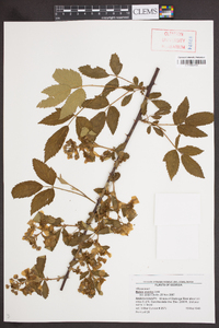 Rubus argutus image