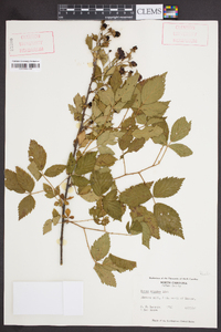 Rubus argutus image