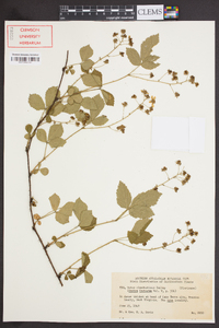 Rubus clandestinus image