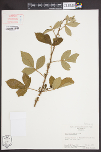 Rubus cuneifolius image