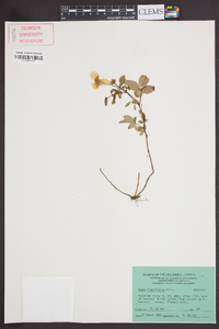 Rubus flagellaris image