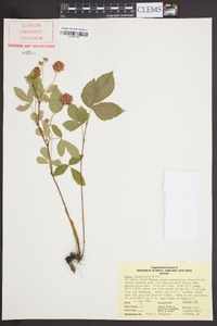 Rubus flagellaris image