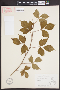 Rubus flagellaris image