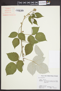 Rubus occidentalis image